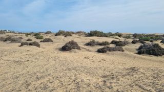 2023-GC--Mapalomas dunas-S123-225.jpg